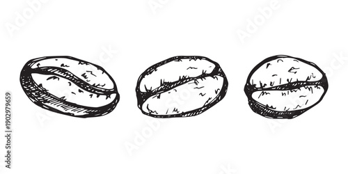 Set of hand drawn fresh roasted coffee bean Arabica robusta seed doodle Single element for design print packaging label decor