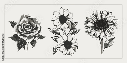 Botanical illustration of sunflowers and a rose in grayscale