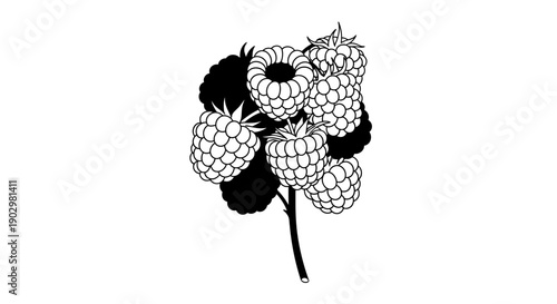 Blackberry illustration depicts several ripe blackberries on a stem with leaves