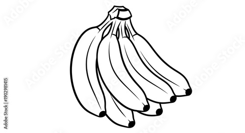 The illustration shows a bunch of bananas hanging together.