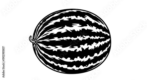 A detailed black and white illustration of a watermelon from a front viewpoint showcasing its texture and stripes