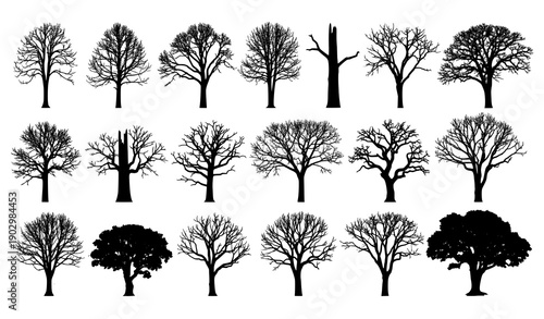 Leafless Tree Silhouette Vector Set in Black with 24 Bare Forest Trees on White Background