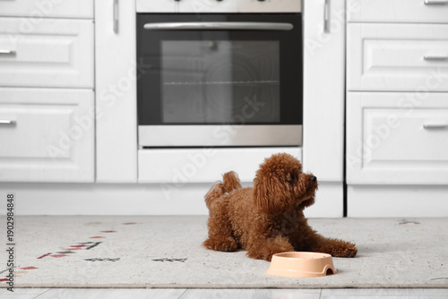 Cute Toy Poodle dog with bo...