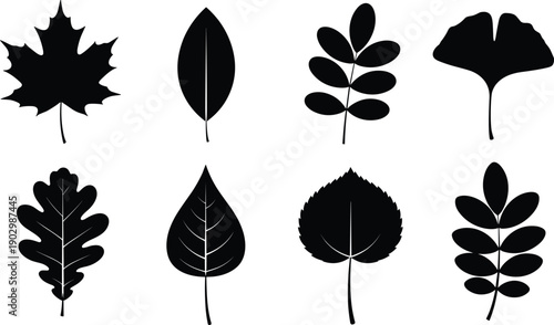 Set of black tree leaf silhouettes isolated on white background including maple oak ginkgo and birch for autumn nature designs