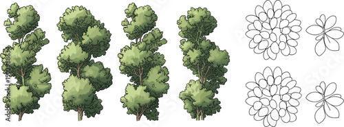 Top View Tree Vector Set for Architectural Site Plan, Green Landscape Design Elements, Garden Vegetation Icons, Master Plan Rendering Graphics