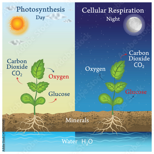 Photosynthesis and Cellular Respiration Diagram Showing Day and Night Plant Processes with Oxygen, Carbon Dioxide and Glucose.
