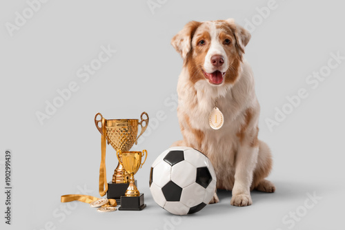 Cute Australian Shepherd do...