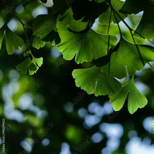 Close-up view of vivid green ginkgo leaves, showcasing delicate venation and ...