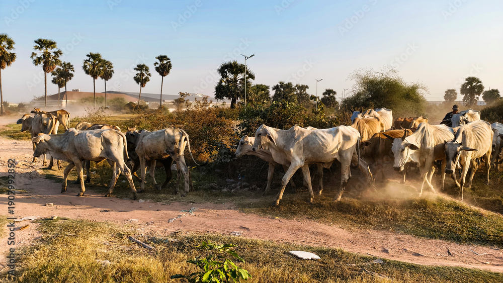 custom made wallpaper toronto digitalLivestock clustered near path with palms lining open countryside scene