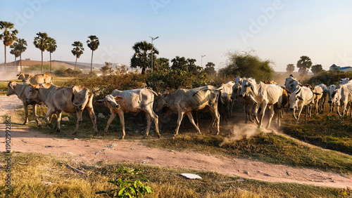 Tablou pe pânză Group of cows gathered calmly along rural track in afternoon light