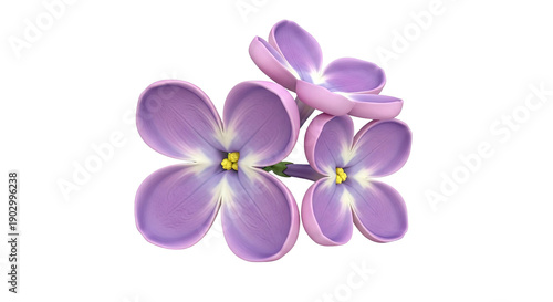 Wallpaper Mural Close-up of purple lilac flowers on a white background Torontodigital.ca