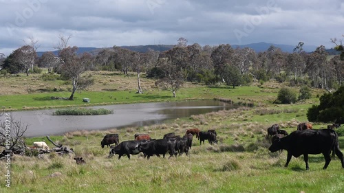 Wallpaper Mural Stud Angus cows in a field free range beef cattle on a farm. Portrait of cow close up Torontodigital.ca