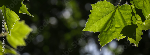 Vibrant close-up of fresh green sycamor leaves on a sunlit branch. The vivid ...
