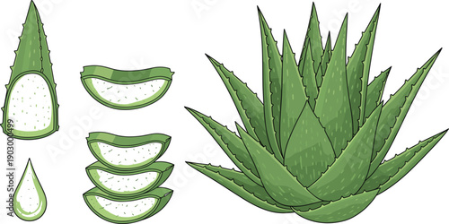 Set of fresh aloe vera plant and sliced succulent leaves showing moisturizing gel isolated on grey background