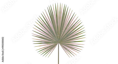 Green Palm Frond on White Background