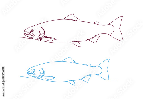 A continuous line drawing of salmon fish. Fresh seafood depicted in a linear sketch style against a white background. Vector illustration.