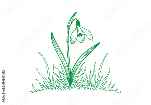 A minimalistic backdrop featuring a solitary snowdrop flower surrounded by simple lines of grass.
