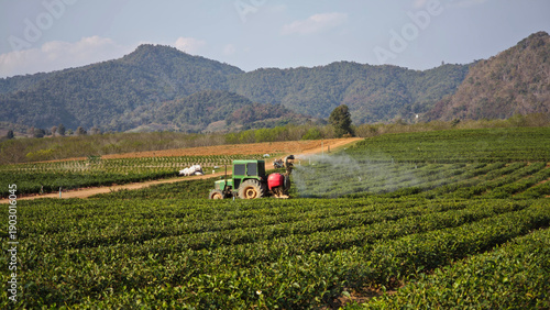 Tractor is spraying water in the green tea plantation.