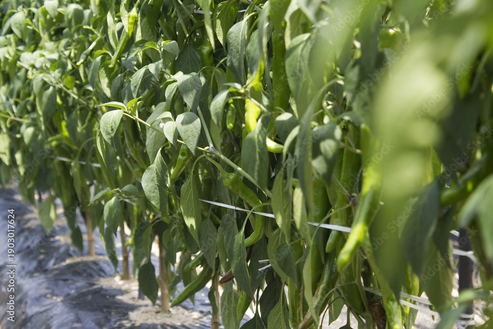 Fototapeta premium Green pepper hanging in pepper field