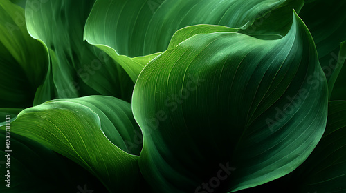 Abstract composition of overlapping green plant leaves