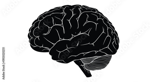 human brain isolated on white background