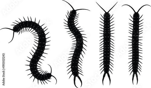 Centipede insect silhouette set showing different poses isolated on white background for biology education pest control and scientific illustration use