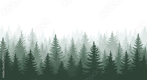 A dense forest of evergreen pine trees fades into a hazy, misty white sky.