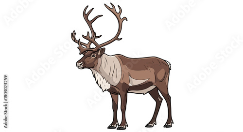 A majestic reindeer with large antlers stands proudly against a white background, showcasing its brown and white fur.
