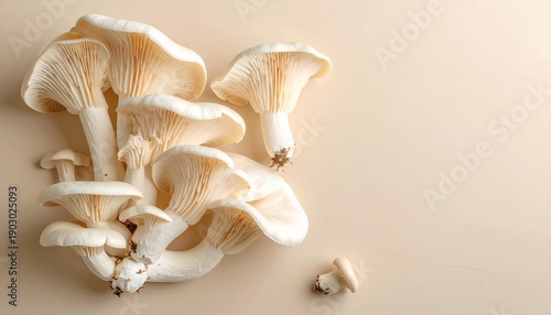Oyster Mushrooms on Neutral Background Natural Fungi Healthy Food Ingredient Culinary Delicacy.