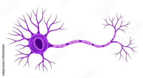Illustration of a neuron, the basic building block of the nervous system, showing its cell body, dendrites, and axon with myelin sheath.