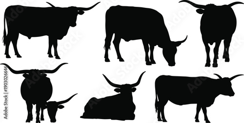 Bull silhouette set, cattle livestock animal poses, farm cow silhouettes collection, horned bovine mammals isolated on white background illustration