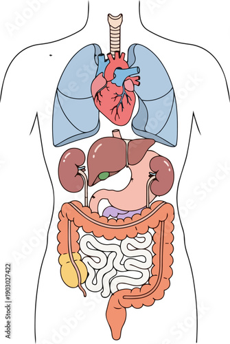 An anatomical illustration of the human torso displaying the vital organs including the heart, lungs, liver, kidneys, and intestines
