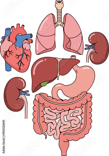 Clear educational illustration of major human internal organs, including heart, lungs, liver, kidneys, stomach, and intestines, for anatomy study and health education