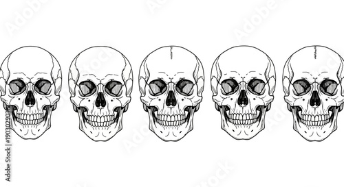 A row of five detailed, black and white illustrations of human skulls facing forward.