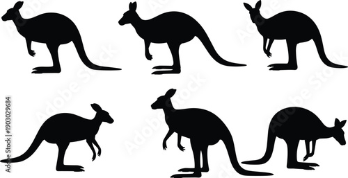 Kangaroo silhouette set, Australian marsupial animal poses, wildlife jumping kangaroos collection, nature mammal illustration isolated on white background