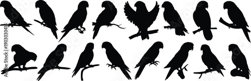 Parrot bird silhouettes set perched on branches, tropical exotic avian shapes, black wildlife icons isolated on white background
