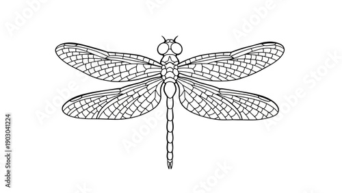 Line drawing of a dragonfly with detailed wings and segmented body, set against a white background. The illustration is symmetrical and intricate.
