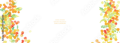 水彩画。水彩タッチのミモザのベクターイラスト。春のミモザ水彩フレーム。Watercolor painting. Vector illustration of a mimosa with a watercolor touch. Spring mimosa watercolor frame.