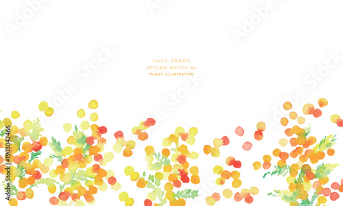 水彩画。水彩タッチのミモザのベクターイラスト。春のミモザ水彩フレーム。Watercolor painting. Vector illustration of a mimosa with a watercolor touch. Spring mimosa watercolor frame.