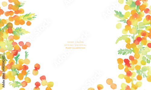 水彩画。水彩タッチのミモザのベクターイラスト。春のミモザ水彩フレーム。Watercolor painting. Vector illustration of a mimosa with a watercolor touch. Spring mimosa watercolor frame.