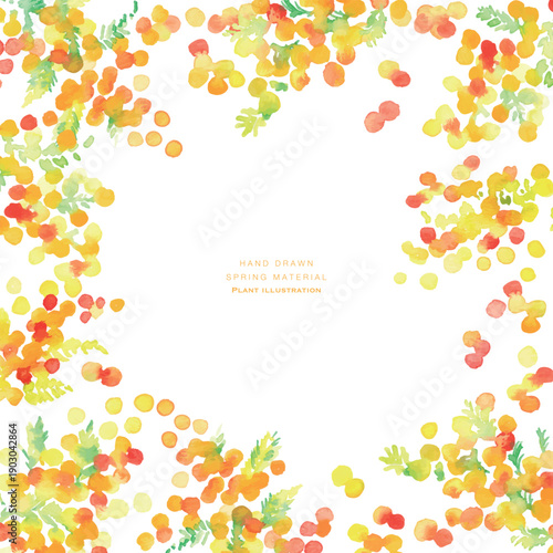 Watercolor painting. Vector illustration of a mimosa with a watercolor touch. Spring mimosa watercolor frame.