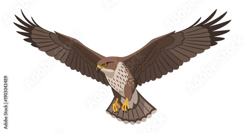 Illustration of a hawk in flight with outstretched wings on white background