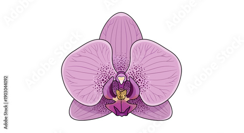 Illustration of a Pink Orchid Flower on White Background