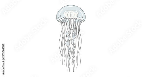 Transparent jellyfish illustration with long tentacles on white background