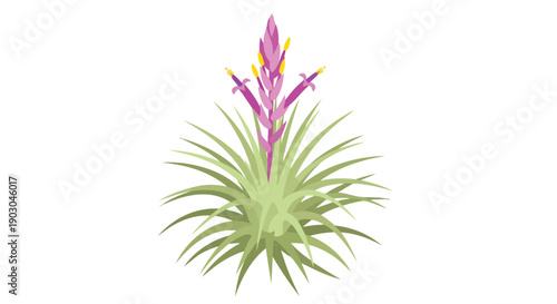 Vibrant tillandsia plant illustration showcasing slender green leaves surrounding a striking purple bloom with delicate yellow floral accents on a