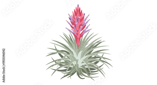 Vibrant air plant illustration showcasing its unique structure and beautiful spiky foliage with a striking pink and purple bloom
