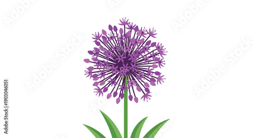 Vibrant purple allium bloom illustration with slender green leaves creating a striking botanical display against a pristine white background perfect