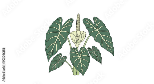 Detailed botanical illustration of a tropical aroid plant showcasing its broad green leaves and unique inflorescence with a prominent spathe and