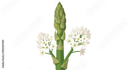 Vibrant green asparagus plant illustration showcasing its elegant white flowers blooming on a stark white background a fresh botanical design