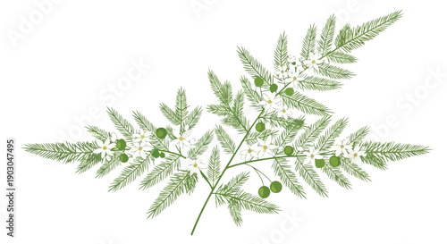 Elegant botanical illustration featuring delicate fern fronds adorned with pristine white blossoms and vibrant green berries perfect for serene